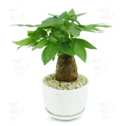 Ready-mixed soil for growing succulents - Specialized soil for succulents in hot climates