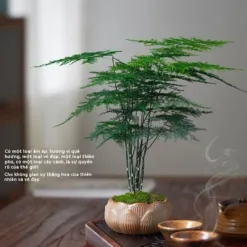 Handmade Bonsai Pots