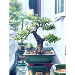 Pebbles for plant pots, colors: white, black, pink, sea, three colors, size 0.5 to 1 cm_ Terrarium gravel