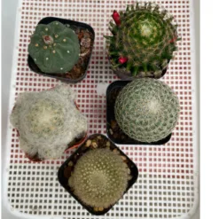 Strong Sale. Mini cacti of all kinds, pot size 5cm, plant 4-6cm depending on type. Price from only 15k. Random plant shipping