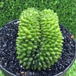 Cheap potted bunny ear cactus. Real photos from the garden, random plant shipping.