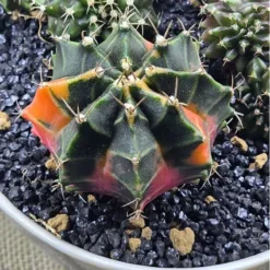 Gymno Multi Color Cactus - Gymno lem - Pot size 7cm, small cactus. Even lem as picture