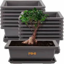 Small easy to grow succulents size 5-7cm