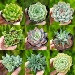Echino cactus is a prolific flowerer. Flowers are randomly white or pink. Plants are randomly delivered without flowers.
